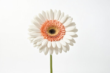 Sticker - White and Orange Gerbera Daisy Flower Isolated on White Background