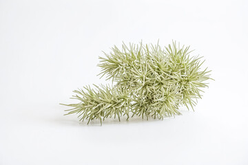 Poster - Air Plant on White Background