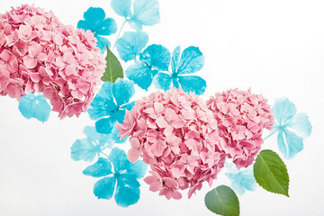 Canvas Print - Pink Hydrangea Flowers with Blue Leaves on White Background