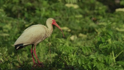 Poster - A white ibis nesting in New Jersey