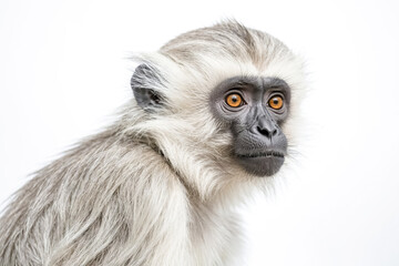 Wall Mural - Close-up of a gray langur monkey's face