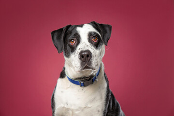 Wall Mural - cute dog on an isolated background in a studio shot