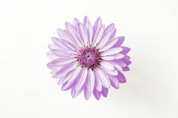 Wall Mural - Purple Daisy Flower on White Background