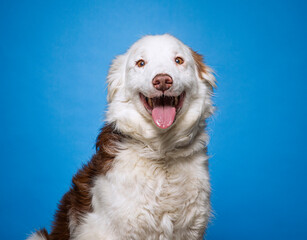 Wall Mural - cute dog on an isolated background in a studio shot