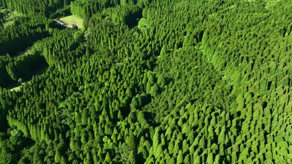 Sticker - Drone aerial shots of spectacular mountain forest landscape. Dynamic natural scenery.