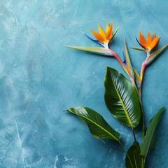 Poster - Two Bird of Paradise flowers with green leaves on a blue background.