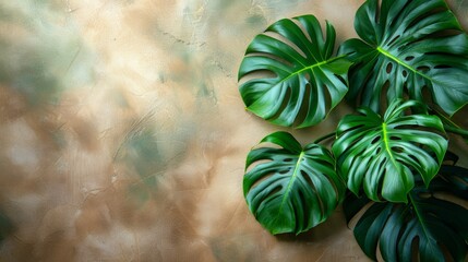 Wall Mural - A close-up photograph of large, green Monstera leaves against a brown textured background.