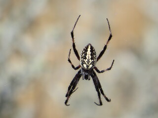 Western Spotted Orb Weaver Spider at the Great Salt Lake, Utah, USA