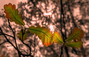 green oak leaves in the sun