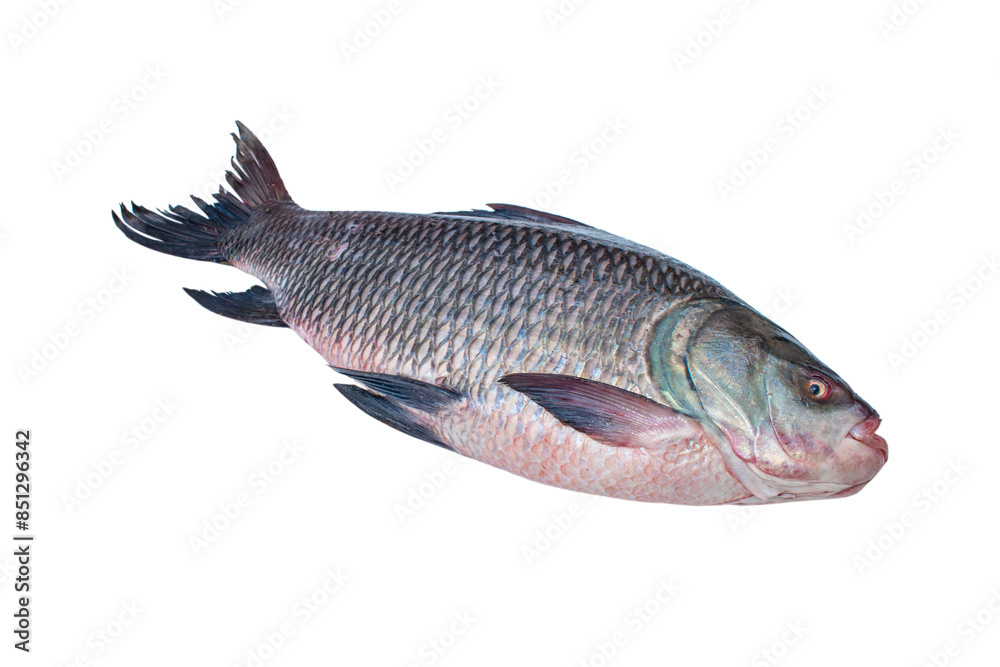 Talata Fish fresh water Catla ( katla ) fish. Catla fish isolated on white ...