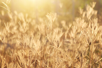 Canvas Print - Grass and meadow with light from the sun