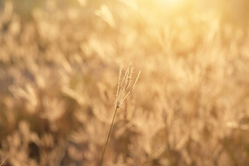 Canvas Print - Grass and meadow with light from the sun