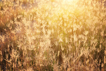 Grass and meadow with light from the sun