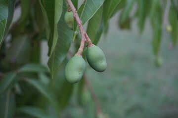 A bunch of young green mangoes growing together, Small mangoes blooming on a tree in the farm, A group of tiny mangoes hanging