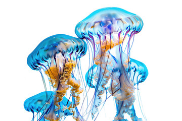 Wall Mural - jellyfish floating, transparent background