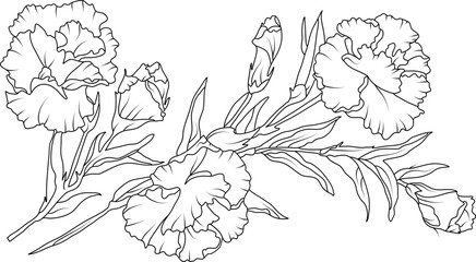 Wall Mural - Carnation flowers line art illustration