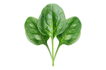 Poster - Fresh spinach isolated on transparent background