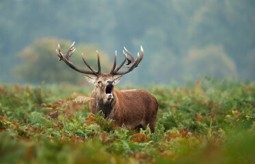 Wall Mural - Portrait of a red deer stag calling during the rut in autumn