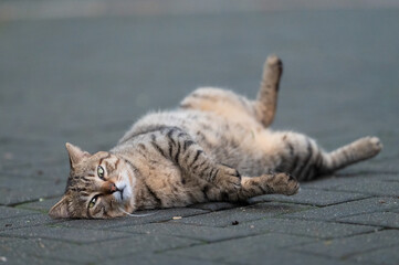 Wall Mural - Cat resting on the ground