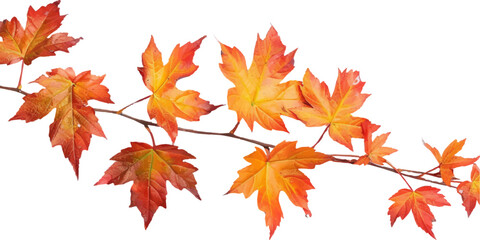 Wall Mural - Autumn maple leaves on branch isolated white background