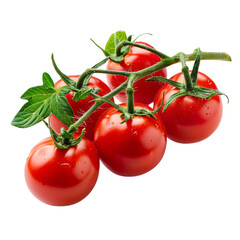 Branch of tomatoes with leaves isolated on white background

