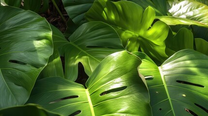 Green leaf background