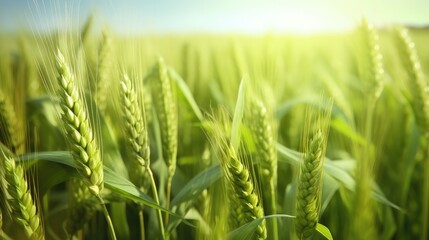 Green wheat background