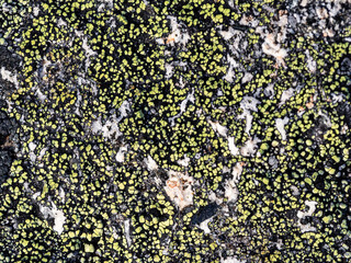 Wall Mural - Natural texture of a stone covered with lichen. Lichenes patterns on a rock surface. Natural background. Closeup top view. The nature of the Arctic. Polar region.