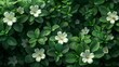 © DARIKA - A cluster of delicate white flowers blooming amidst a sea of green foliage, their pure beauty captivating the viewer's gaze. Abstract Backgrounds Illustration, Minimalism,