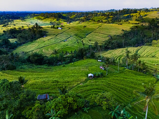 Poster - Jatiluwih Rice Terraces in Penebel district, Bali, Indonesia