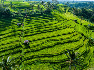Poster - Jatiluwih Rice Terraces in Penebel district, Bali, Indonesia