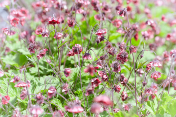 Nature background with spring flowers. Selective and soft focus. Close up.