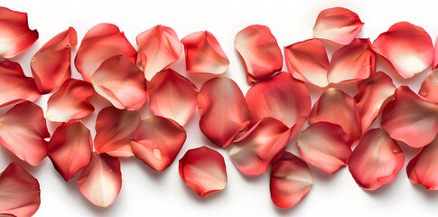Wall Mural - Collection of soft red flower petals isolated on a white background