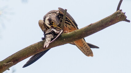 red tailed hawk