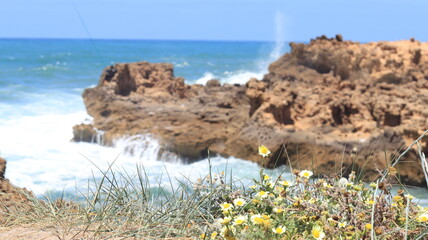 Coastal Wildflowers in Bloom Against Rocky Shoreline and Ocean Waves