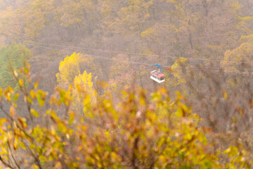 Wall Mural - a cable car ascending above an autumn-colored forest in Naejangsan, Korea, showcasing the natural beauty and a serene transportation method.