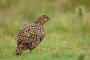 Wall Mural - Red Grouse hen, or female, facing right on managed grouse moorland in Swaledale, UK. Scientific name: Lagopus lagopus. Close up. Taken from car window, beanbag and long lens.  Space for copy.
