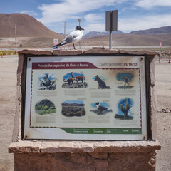 Atacama, Chile - Dec 1, 2023: A seabird sits on a sign depicting native fauna of the Atacama Desert