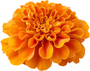 orange marigold flower clipart, png, transparent background, cut out background, di cut