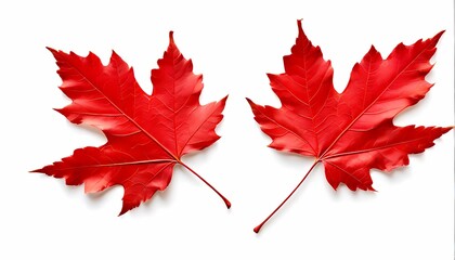 Wall Mural - Red maple leaf on white background, AI Generated