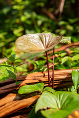 Wall Mural - Fresh taro leaves with dew drops