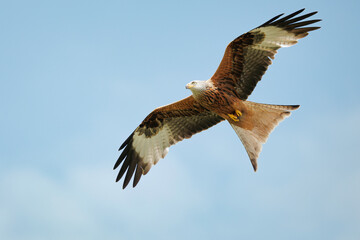 Red Kite (Milvus milvus) in flight