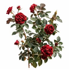 Wall Mural - Detailed photo of a rose bush with red blooms isolated on white background