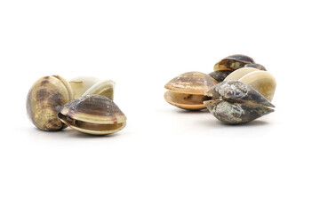 Wall Mural - Closed up fresh baby clams, venus shell, shellfish, carpet clams, short necked clams, as raw food from the sea are the seafood ingredients. fresh clams isolated on white background.