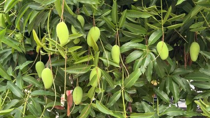 Wall Mural - Green mango on the tree