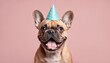 © NightTampa - Happy French Bulldog wearing a party hat smiles against a pink background, perfect for celebrations and festive occasions.