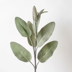 Wall Mural - Close-up photo of a sage sprig isolated on white background