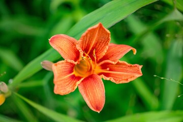 Sticker - flower in bloom