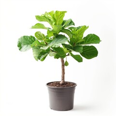 Wall Mural - Full shot of a small potted fig tree isolated on white background