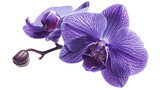 Close-up snapshot of a purple orchid bloom, isolated on a white background